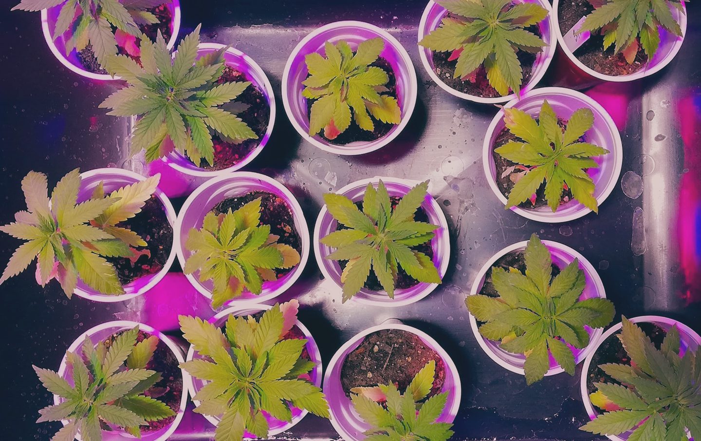 Plantas de cannabis en macetas - entrenar tu planta para aumentar el rendimiento