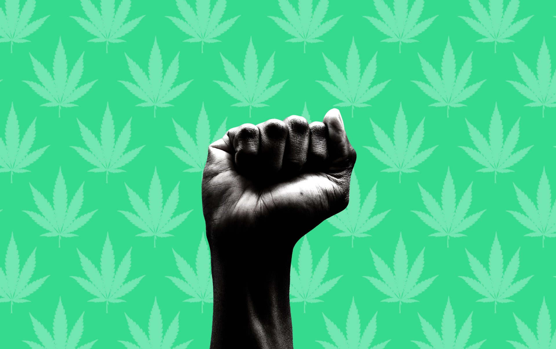 closeup closed fist over a green marijuana background