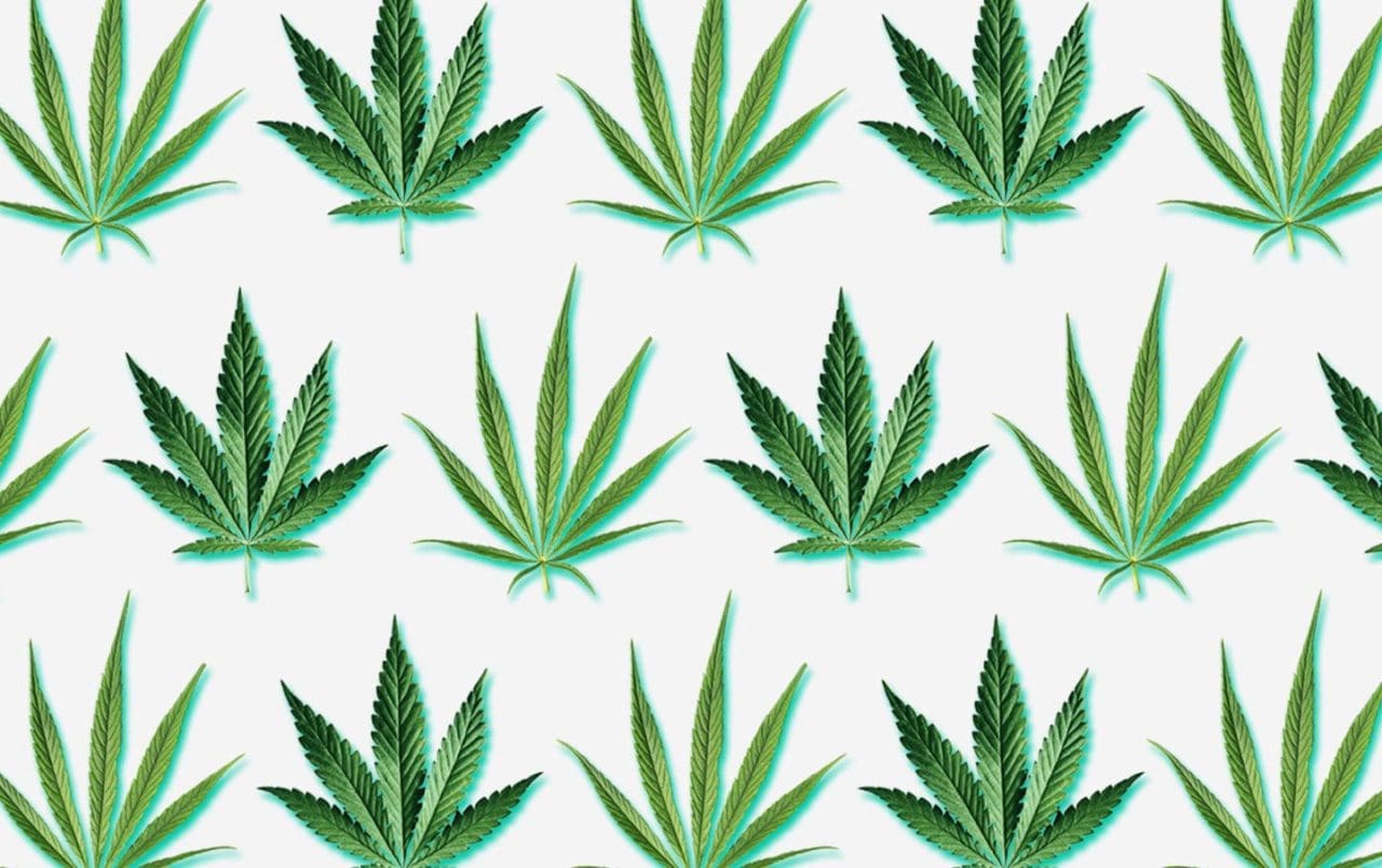 Indica and satvia cannabis plants