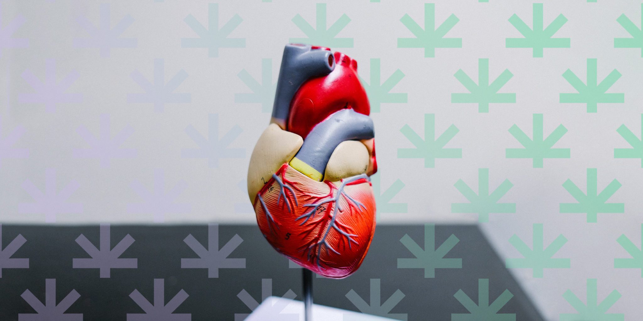 a standing model of human heart