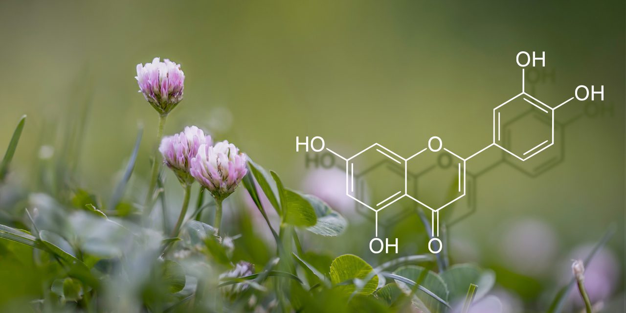 luteolin chemical compound structure with thyme flowers field on the background