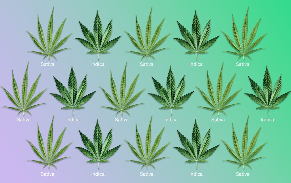 Cannabis Sativa vs. Indica vs. Híbridos