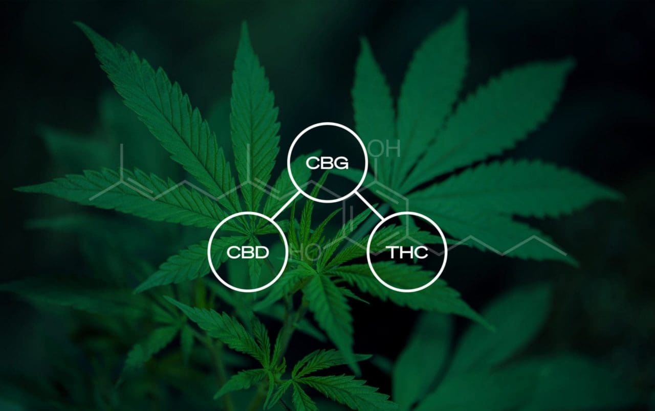 Cbd beneficios y desventajas