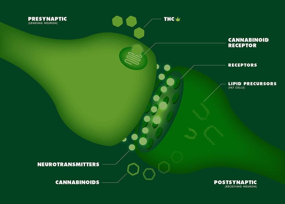 The Endocannabinoid System (ECS). How THC moves along the ECS. Synaptic signaling.