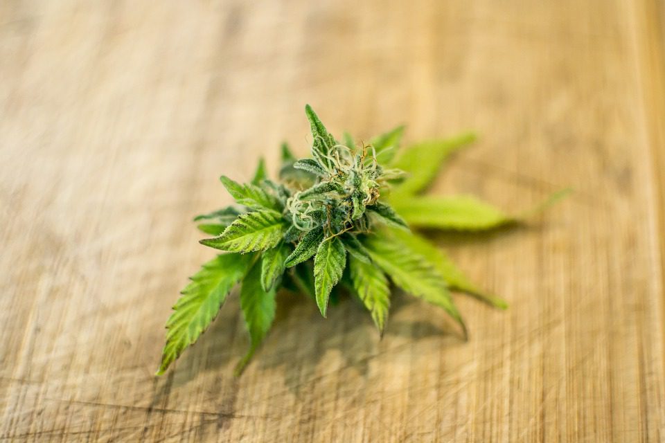marijuana leaf on a wooden background