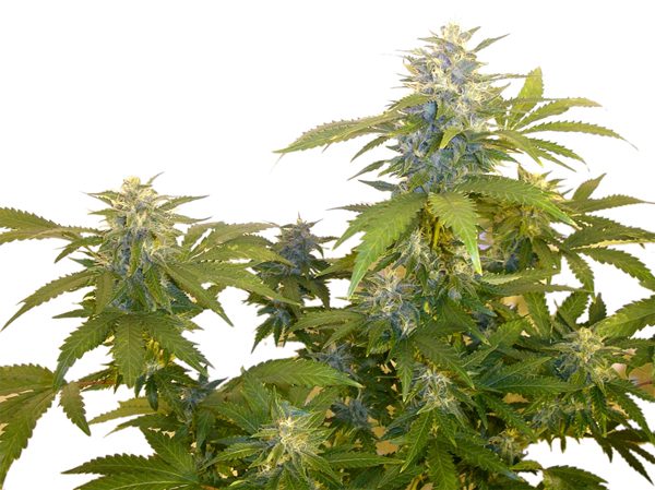 Bonkers Next Generation Seeds - Cannabis/Marijuana Strain or Variety