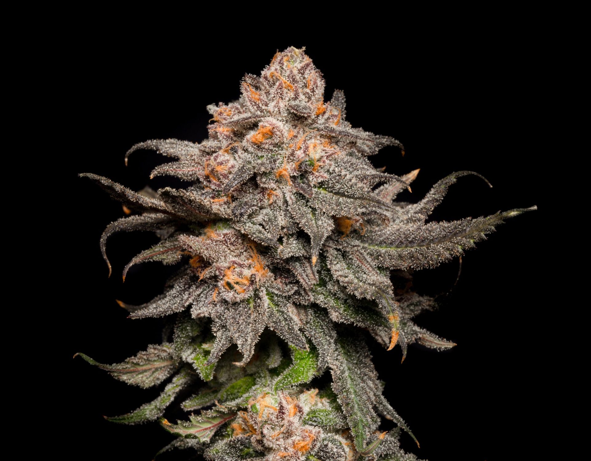 Pink Rozay cannabis marijuana strain / varietal by Cookies.