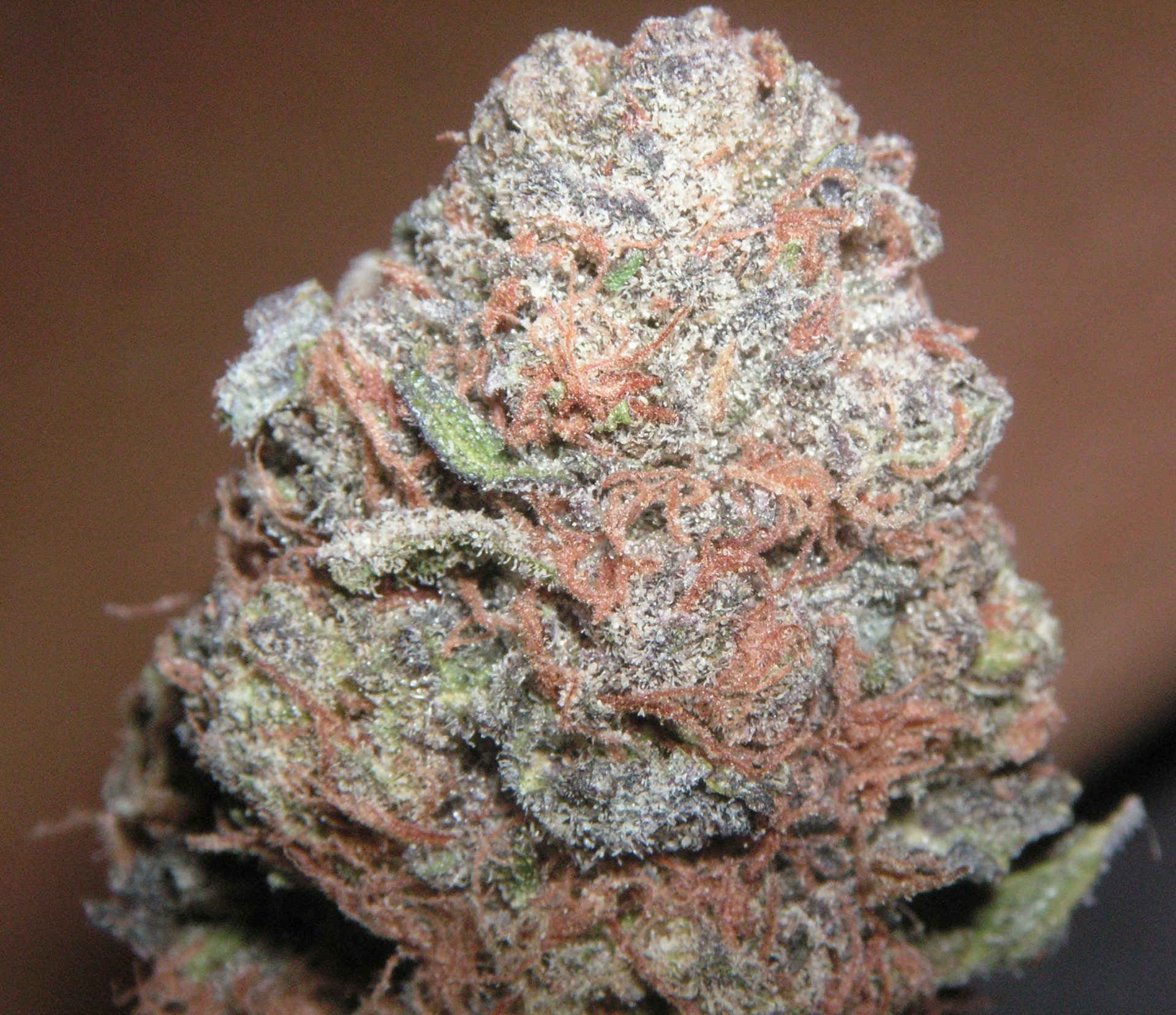 Medical Marijuana - Purple Kush