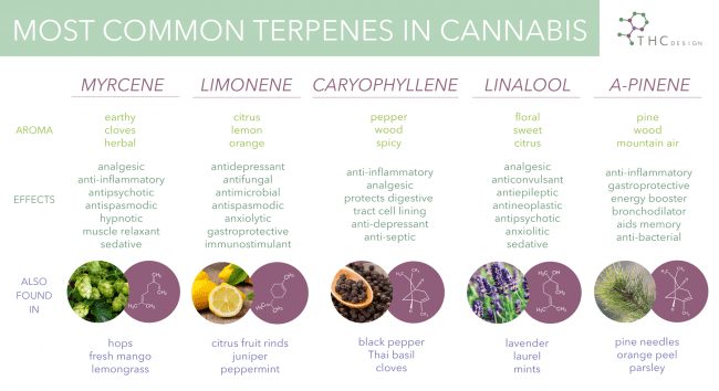 terpenes in cannabis cannabis - myrcene, limonene, caryophyllene, linalool