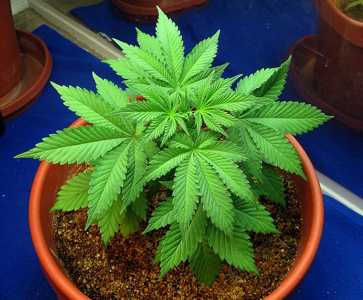 Cannabis in its vegetative stage.