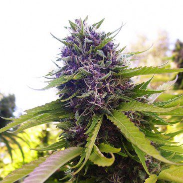 Blueberry marijuana strain