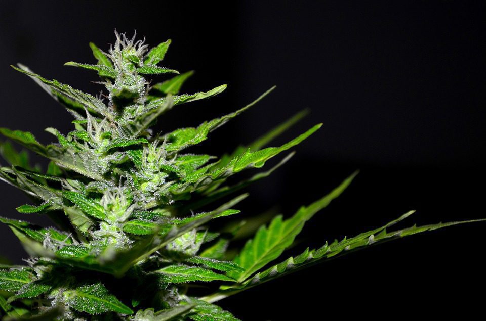 Cannabis plant picture.