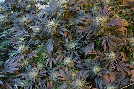 Cannabis grown using Aeroponics and Sea of Green method.