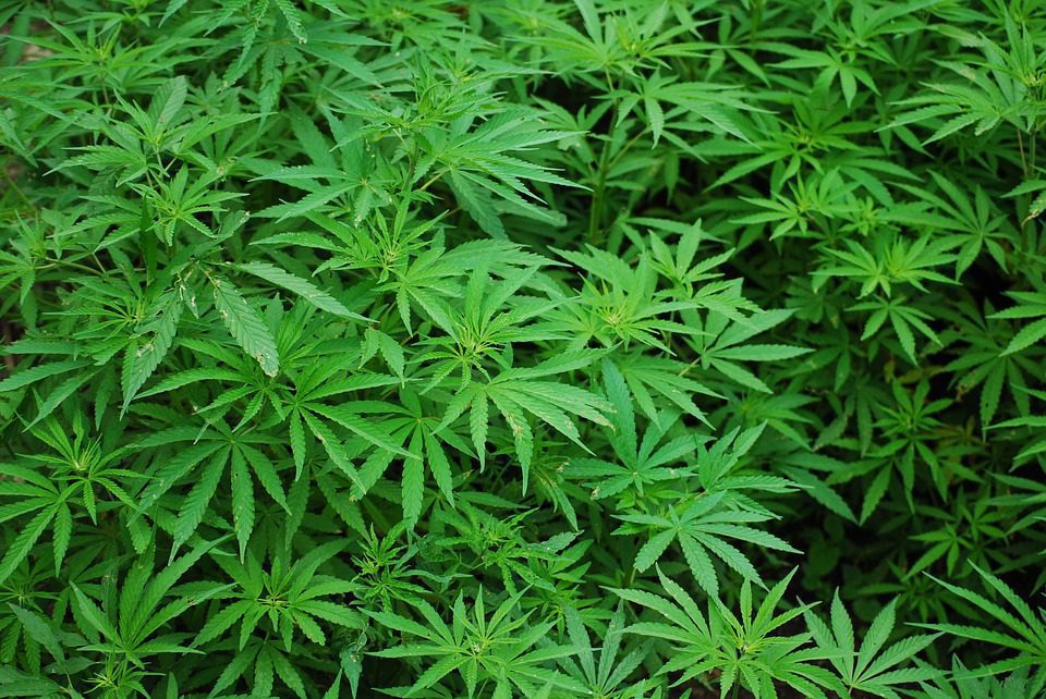 Marijuana; cannabis; weed; pot; green; foliage; growing.