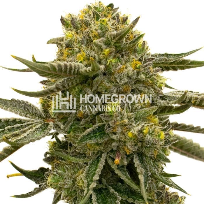 Nikki and Swami's Lemon OG Feminized
