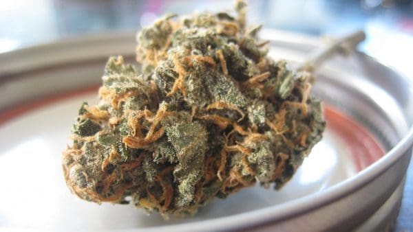michigan marijuana
