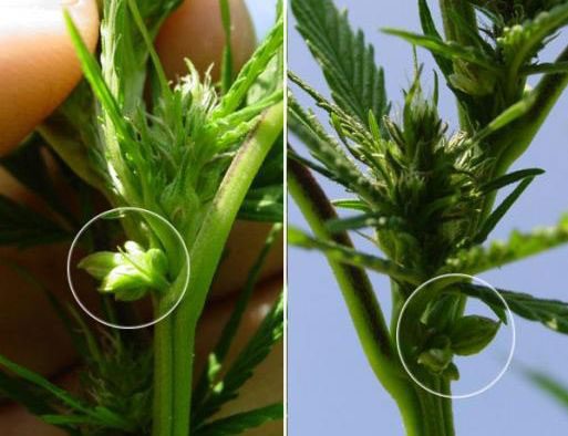 Hermaphrodite cannabis plant