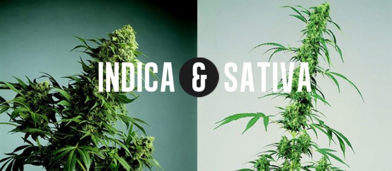 indica sativa cannabis marijuana