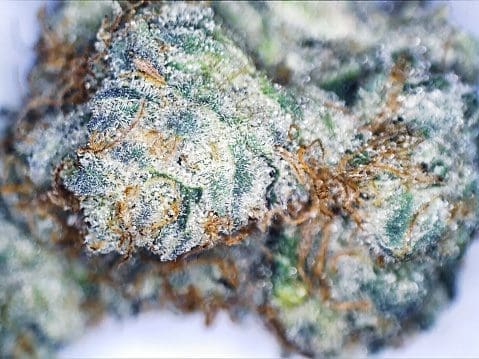 wedding cake hybrid strain on a white background
