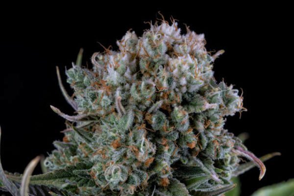 close up white widow strain cannabis