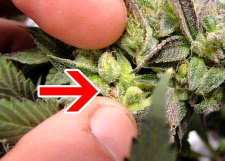 Pollinated marijuana bud with seed exposed
