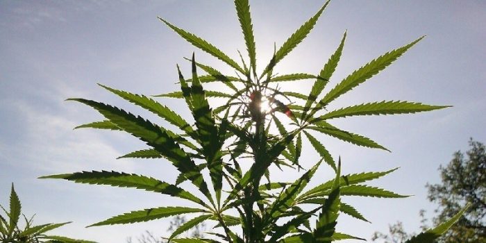 sativa marijuana cannabis plant