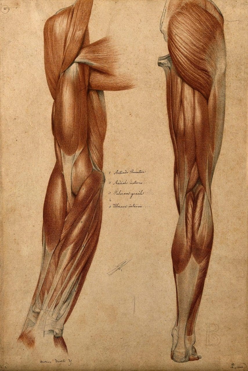 muscles and tendons of the arm and leg