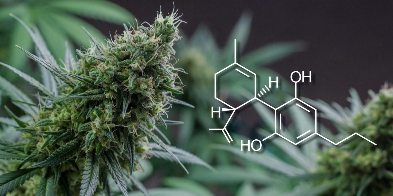 cannabis plant and CBDv structural compound