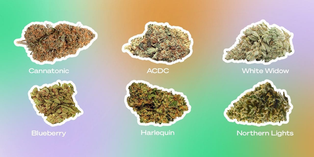 An Unbiased View of Top 7 Strongest Weed Strains 2022 The Lodge