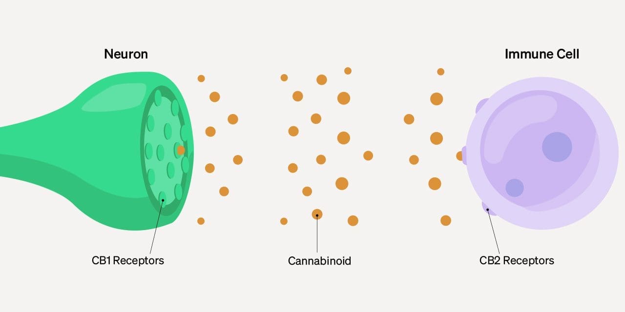 La anandamida y su relación con el THC y el CBD - RQS Blog