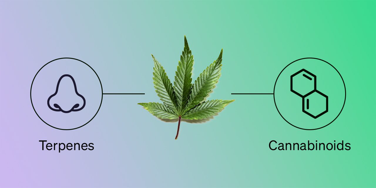 Terpenes vs. Cannabinoids: Similarities and Differences