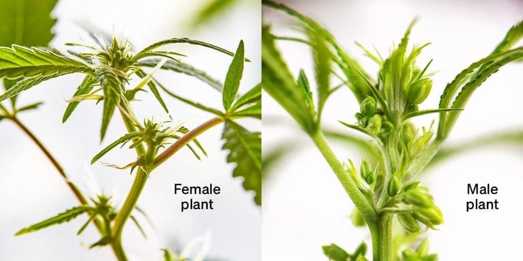 female weed plant leaves