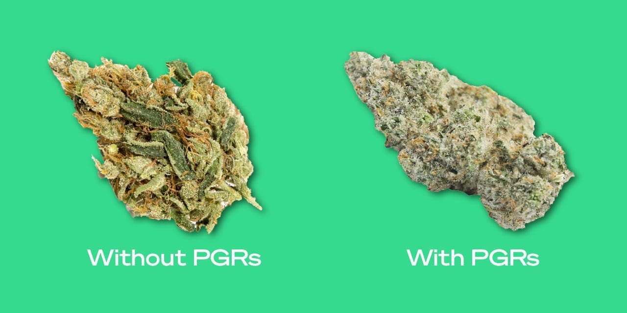 Marvelous Info About How To Tell If Weed Is Kush - Nameuse