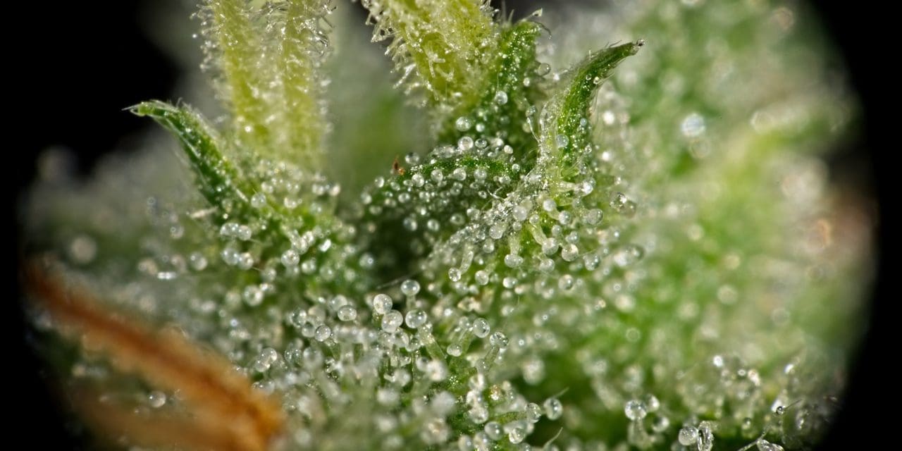 Trichomes