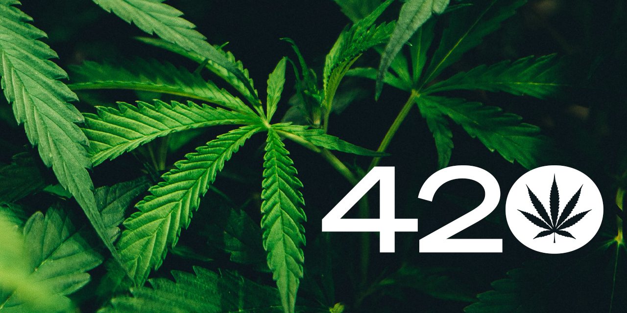 420 y planta de cannabis