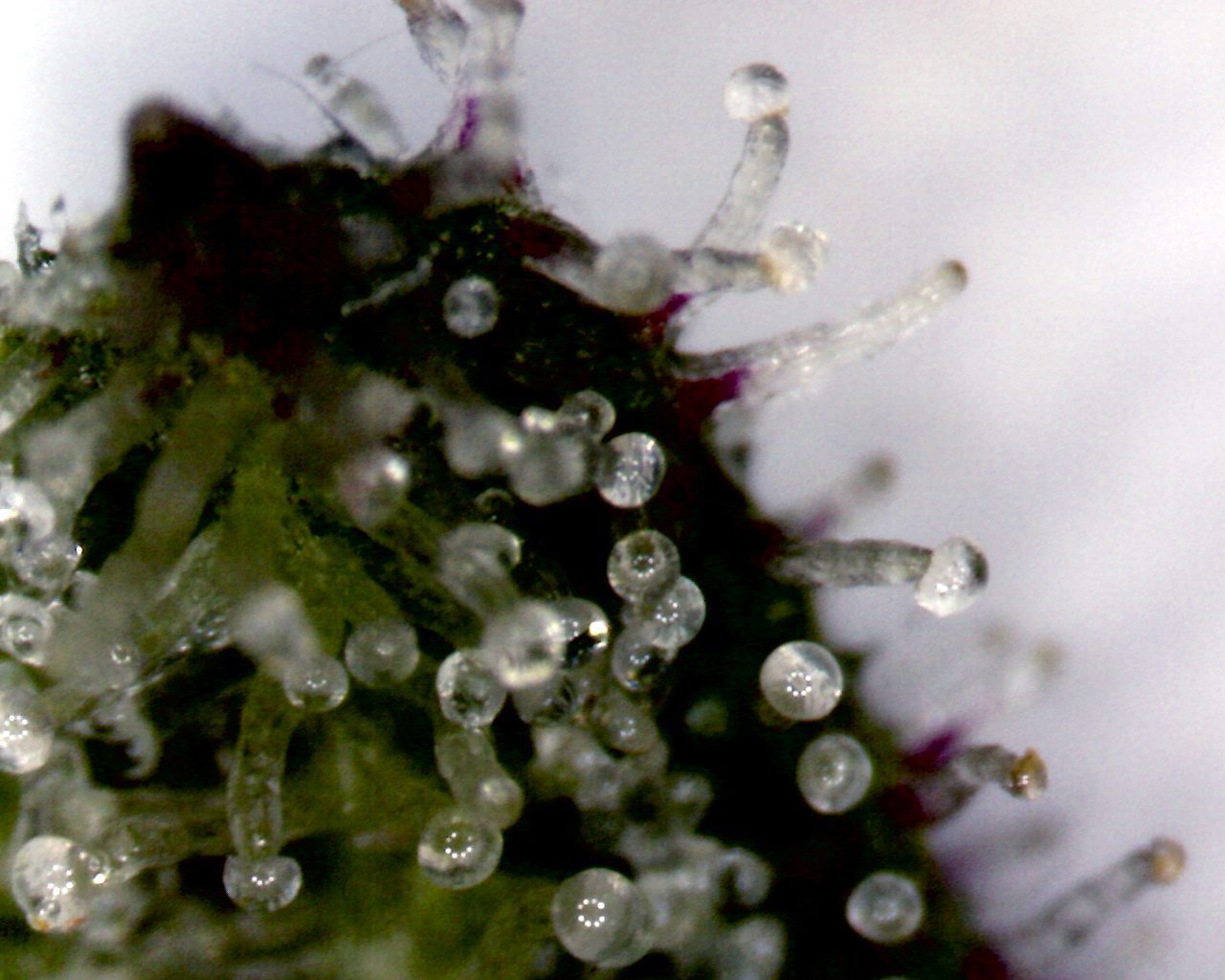 Trichomes on a Cannabis Sativa Flower