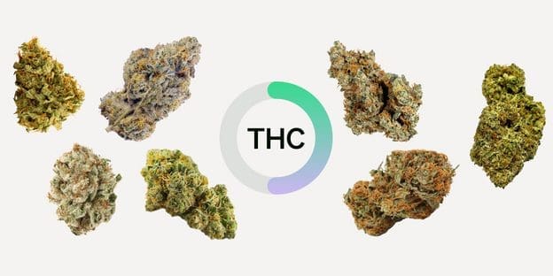 The 7 Highest Strains to Try in 2023