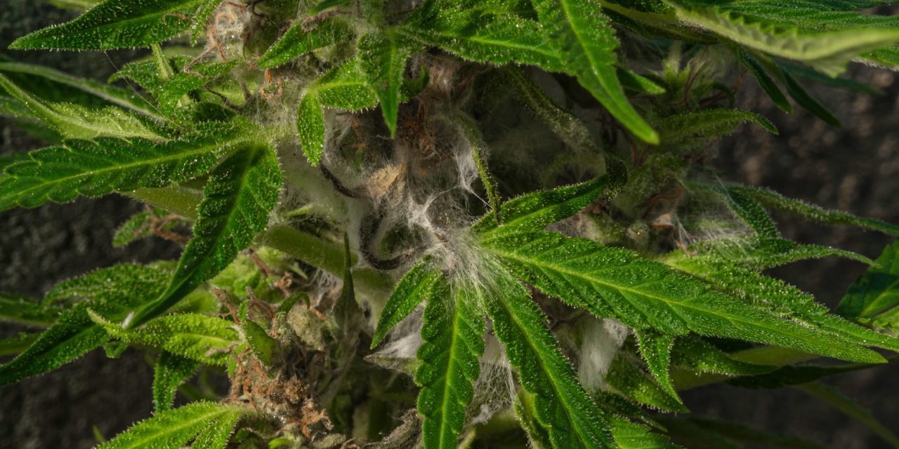 Blog_what-does-mold-look-like-on-weed