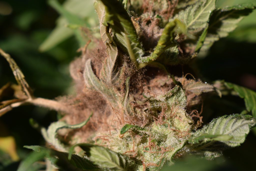 moldy cannabis flower with bud rot