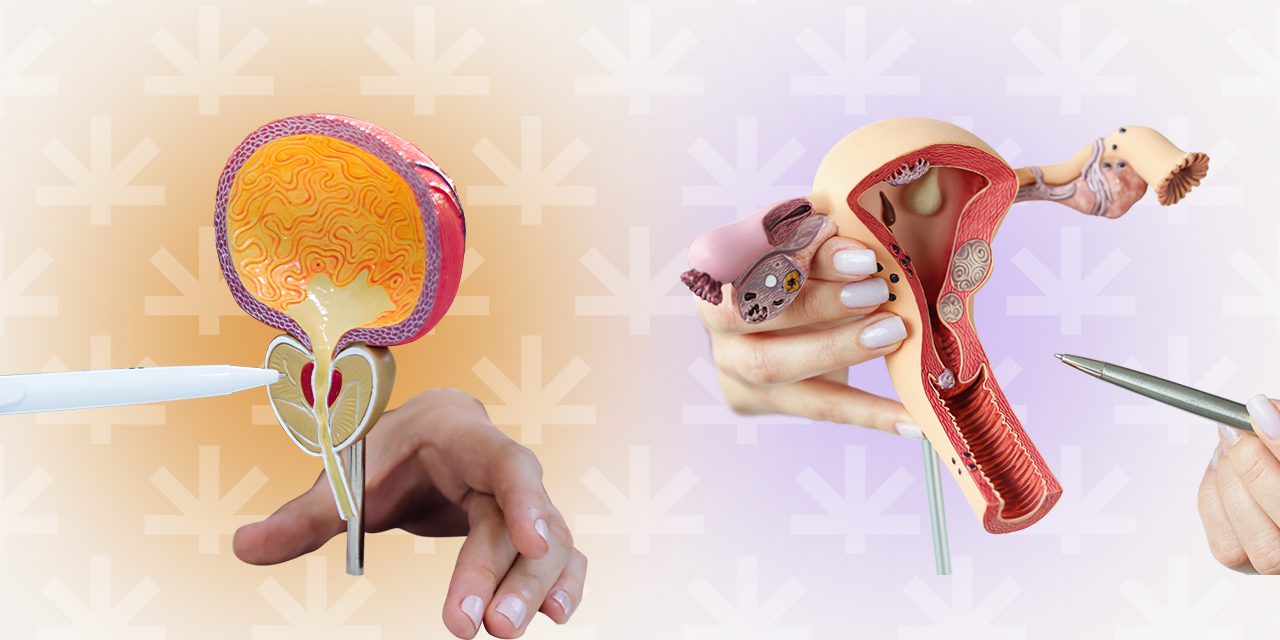 a male and female reproductive organ models