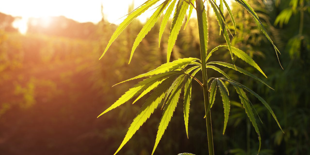 planta de marihuana contra la luz del sol