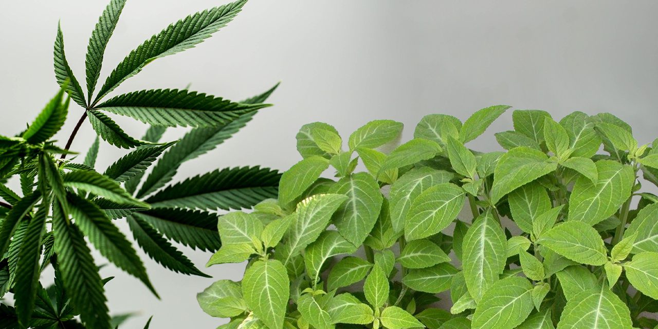 marijuana plant and salvia plant