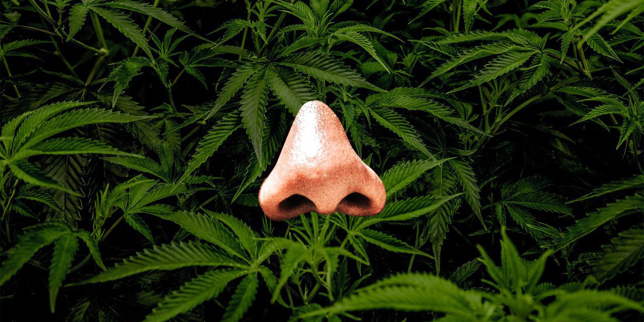 image of human nose with a marijuana bush in background