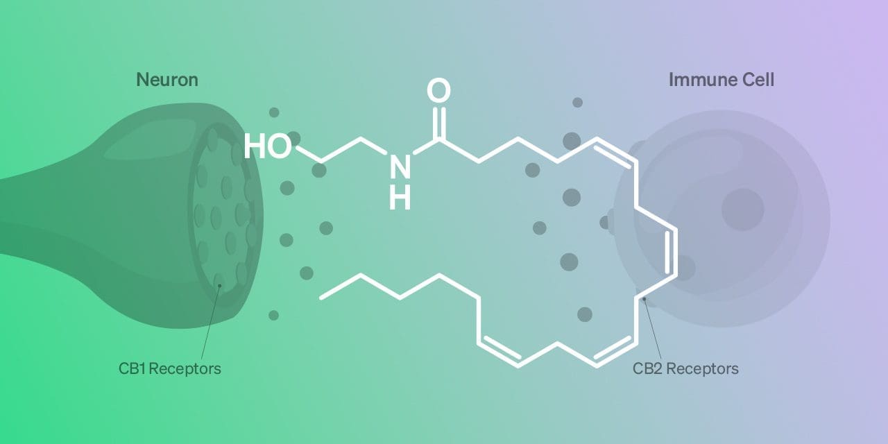 Anandamida: ¿cómo funciona este neurotransmisor?