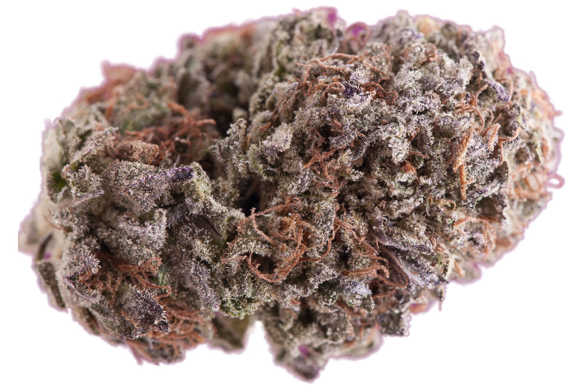 closeup of purple kush marijuana nugget