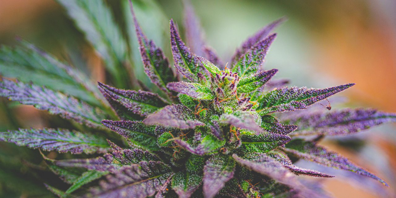 purple leaf herb