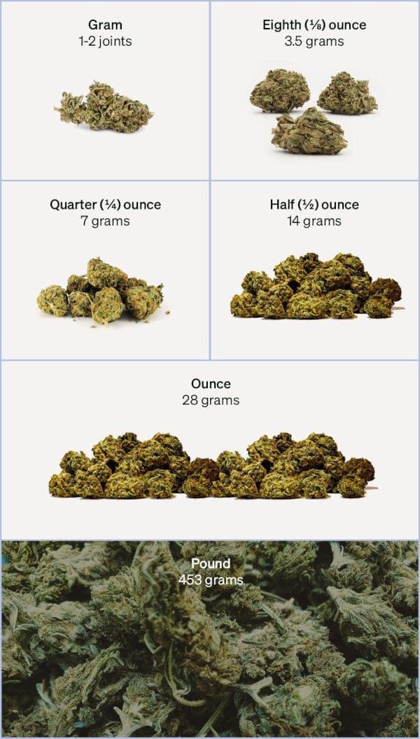 Weed Measurement Guide - How many Grams in an ounce?