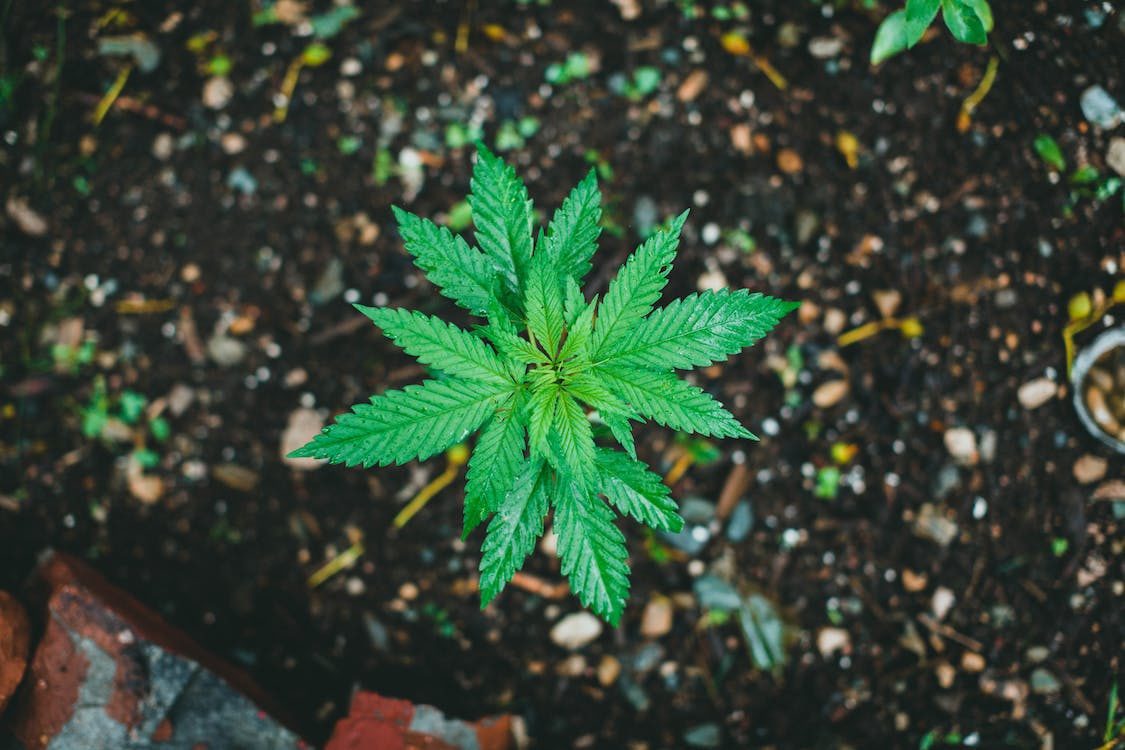 vista superior de una planta de cannabis