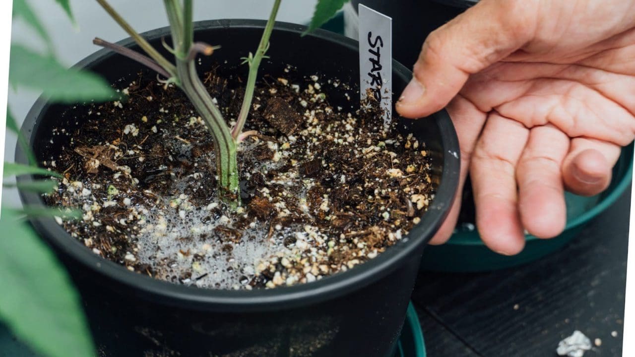 How to Grow Cannabis Using Coco Coir