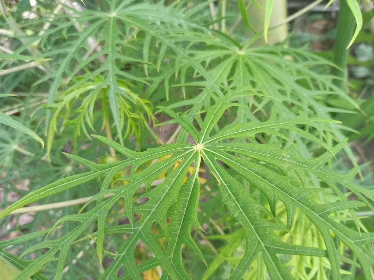 Full Guide On Plants That Look Like Weed 59 OFF